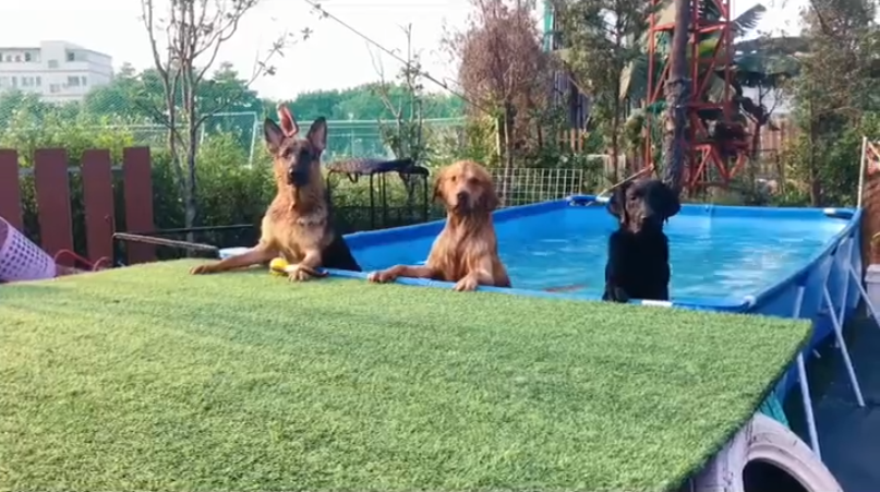 为什么狗狗舌头特别热舔着很舒服 为什么狗狗喜欢舔人？